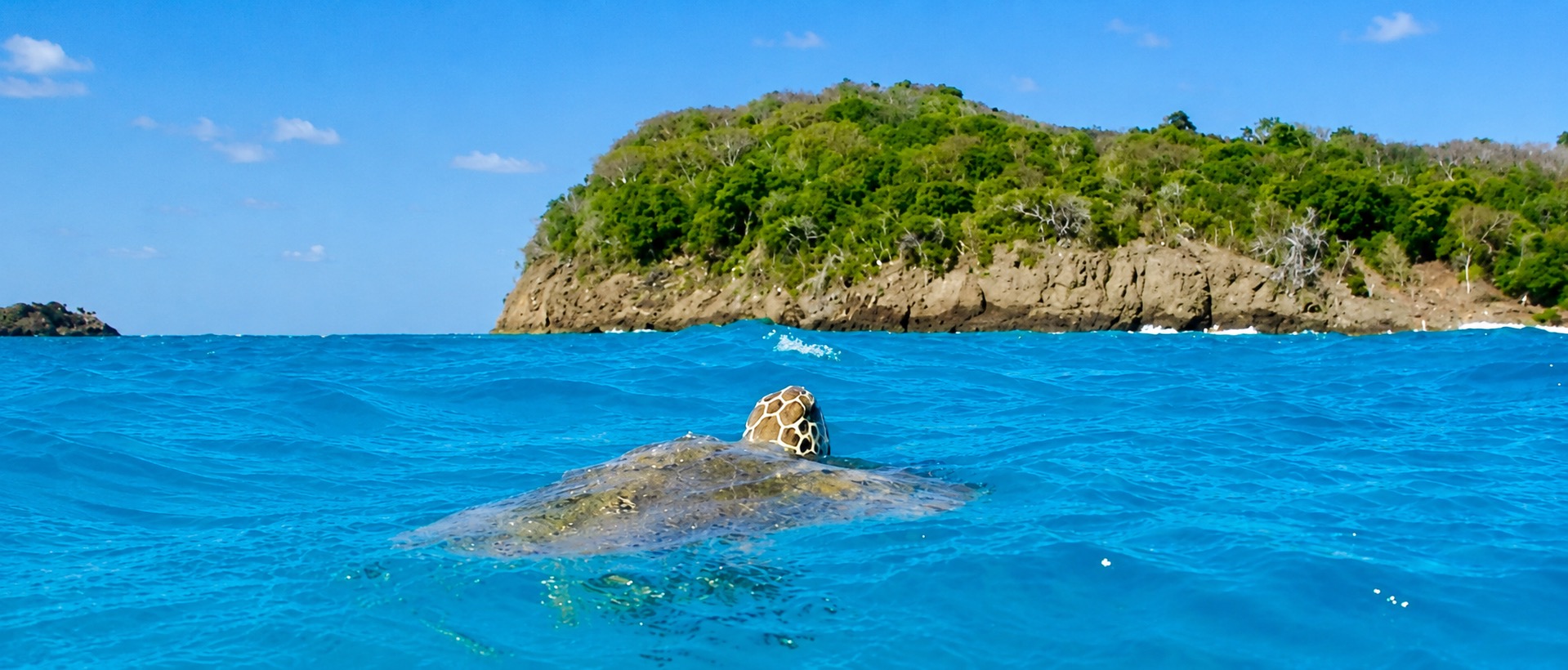 Une tortue prend sa respiration à la surface de l’eau; en arrière plan l’île de Baradal.