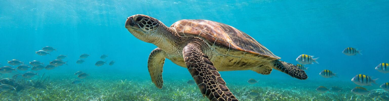 Tortue marine nageant dans une eau turquoise pendant une session snorkeling aux Tobago Cays