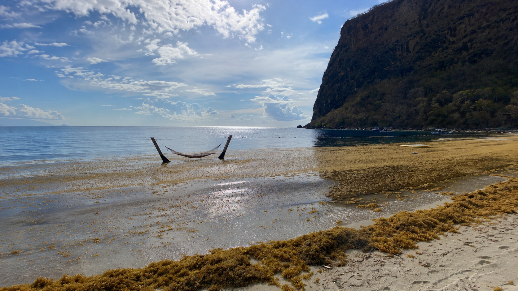 Sargasses sur une plage au pied des Pitons de Sainte-Lucie
